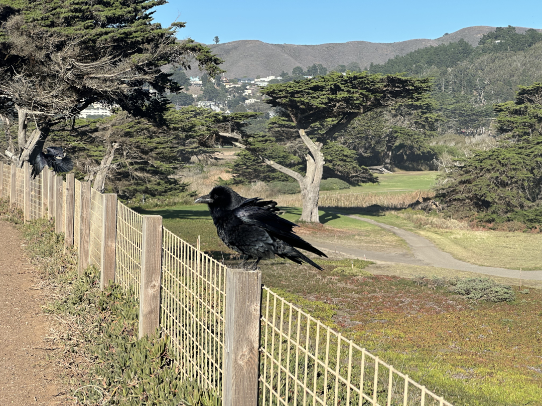 Got to see some cool ravens on my last trip to San Francisco!